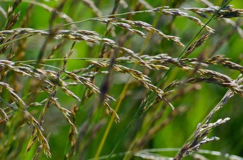 Yellow field of wheat Stock Photos