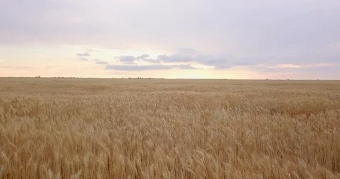 Yellow field of wheat in summer from a height Stock Footage 117137166