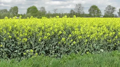 Yellow field in the wind 스톡 동영상 272459738