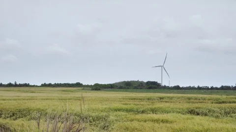 Yellow field with wind generators Stock Footage 79614000