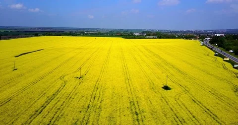 Yellow fields 06 Stock Footage 84550409