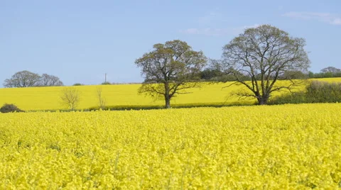 Yellow Fields 3 Vídeo Stock 49651181
