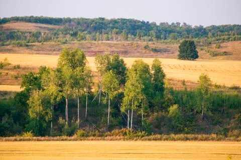 Yellow fields and green forest Stock Photos