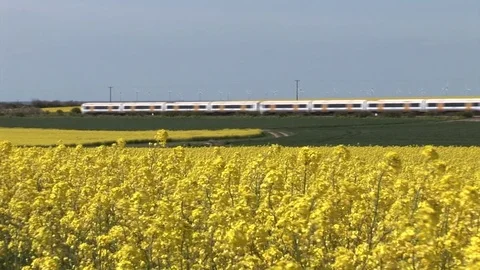 Yellow Fields and Passenger Train Video stock 79791092