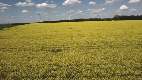 Yellow Fields and Wind Turbines panorama drone shot Stock Footage 335760143