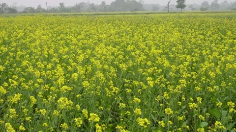 Yellow fields of blooming mustard Stock Footage 332565093