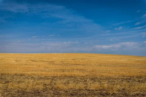 Yellow fields, blue sky Stock Photos