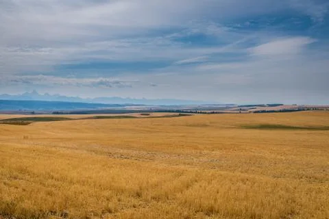 Yellow fields, blue sky Stock Photos