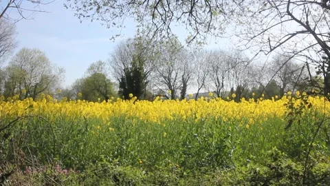 Yellow in the fields during spring Stock Footage 241366587