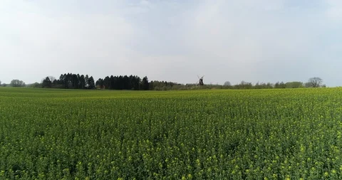 Yellow fields flying towards windmill Video stock 106886371