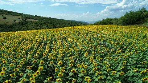 Yellow Fields Stock Footage 340778143