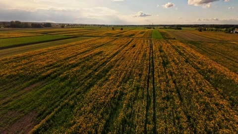 Yellow Fields Lithuania FPV Shot 4K Stock Footage 308883981