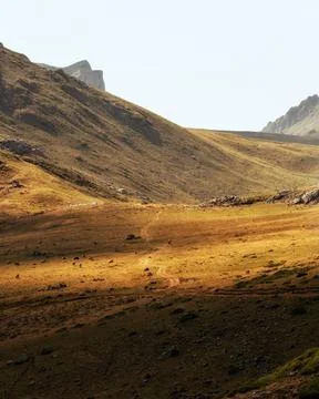 Yellow fields of the mountains in Picos de Europa, in a summer full of cows 写真素材