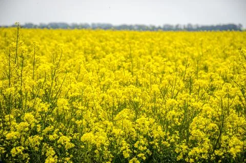 Yellow fields in Normandy Stock Photos