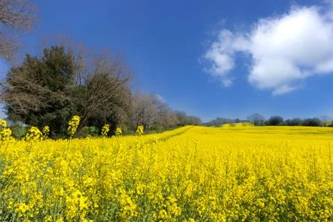 Yellow fields Stock Photos