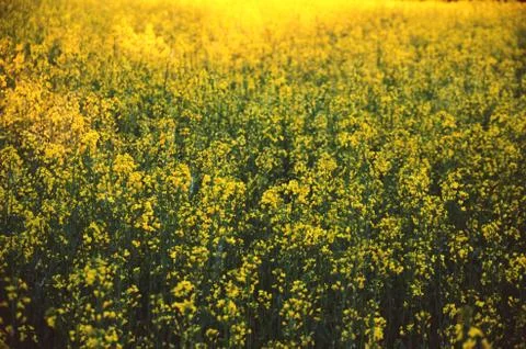 Yellow fields Stock Photos