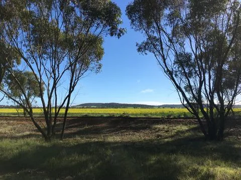 Yellow Fields 写真素材