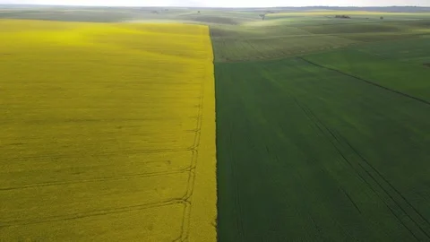 Yellow fields of rapeseed and green wheat from aerial view. Location Ukraine Stock Footage 168908230