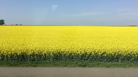 Yellow fields of sorghum in spring Stock Footage 126521527