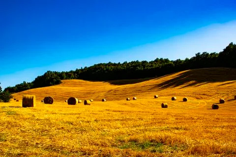 Yellow fields with tree three Stock Photos