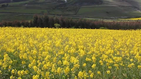 Yellow fields from turnip flowers in the interior of Galicia, Spain Stock Footage 275562877