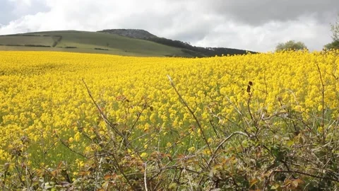 Yellow fields from turnips in the mountains in spring. Galicia. Spain Stock Footage 275562875