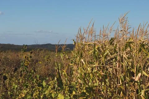 Yellow fields under blue sky, farmland Stock Photos