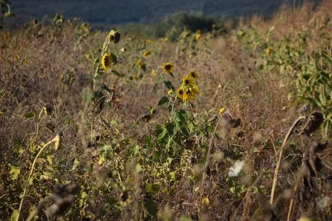 Yellow fields under blue sky, farmland Stock-Fotos
