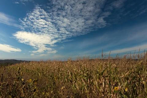Yellow fields under blue sky, farmland Foto stock