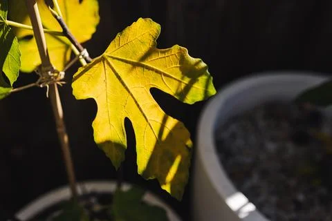 Yellow fig tree leaf glowing in strong sunlight against dark background Stock Photos