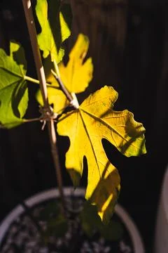 Yellow fig tree leaf glowing in strong sunlight against dark background Stock Photos