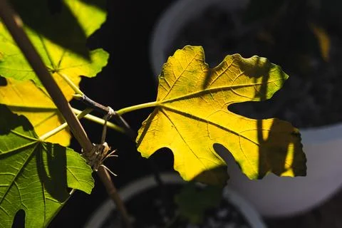 Yellow fig tree leaf glowing in strong sunlight against dark background Stock Photos