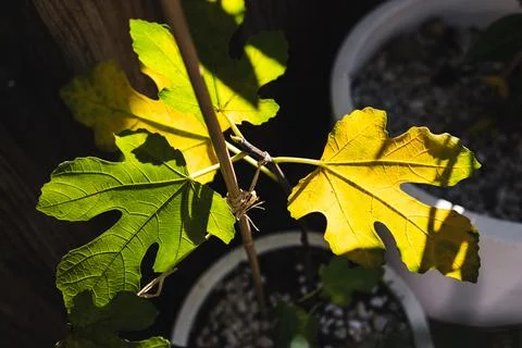 Yellow fig tree leaf glowing in strong sunlight against dark background Stock Photos