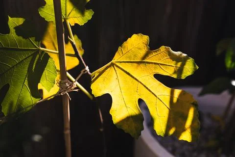 Yellow fig tree leaf glowing in strong sunlight against dark background Stock Photos