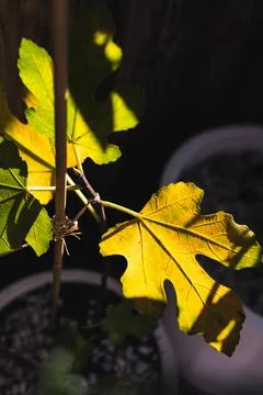 Yellow fig tree leaf glowing in strong sunlight against dark background Stock Photos