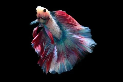 Yellow fighting fish on a black background. Stock-Fotos
