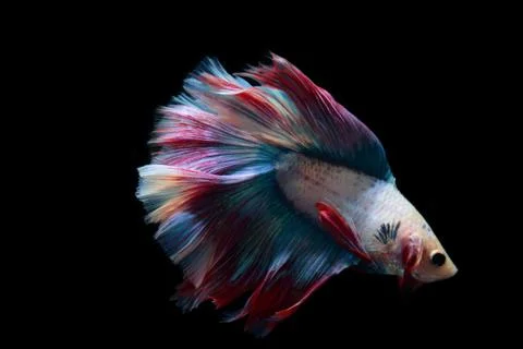 Yellow fighting fish on a black background. Stock Photos
