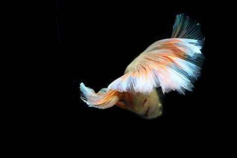 Yellow fighting fish. Stock Photos
