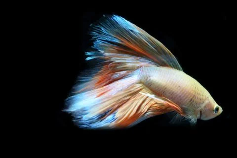 Yellow fighting fish. Stock Photos