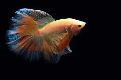 Yellow fighting fish. Stock Photos