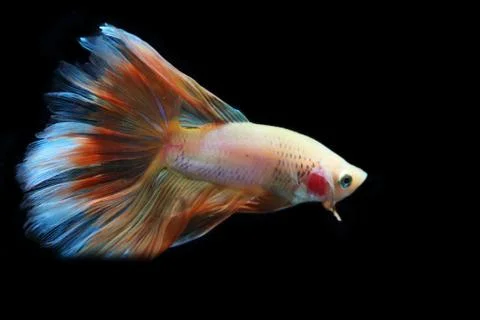 Yellow fighting fish. Stock-Fotos