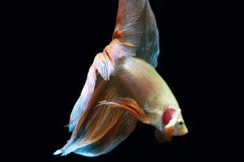 Yellow fighting fish. Stock-Fotos