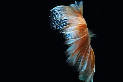 Yellow fighting fish. 스톡 사진