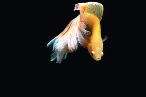 Yellow fighting fish. Stock Photos