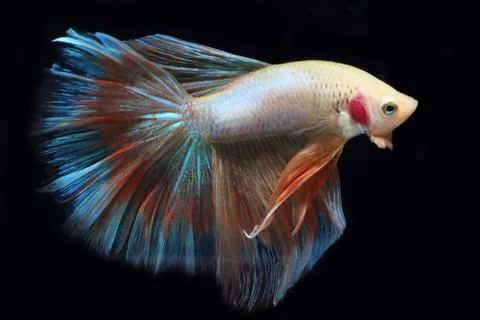 Yellow fighting fish. 스톡 사진