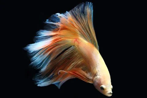 Yellow fighting fish. Stock-Fotos
