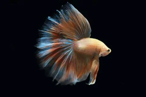 Yellow fighting fish. Stock Photos