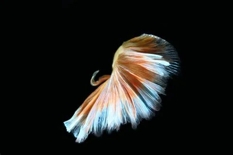 Yellow fighting fish. Stock Photos
