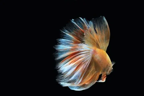 Yellow fighting fish. Stock Photos