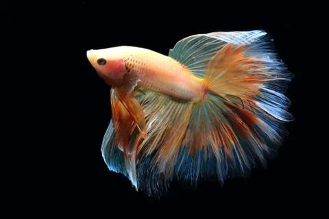 Yellow fighting fish. Stock-Fotos